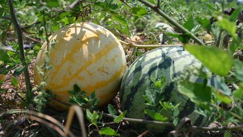 九一吃瓜,揭秘娱乐圈那些不为人知的幕后故事