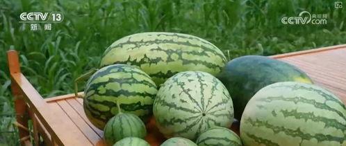 最新吃瓜,明星恋情曝光，幕后真相令人震惊